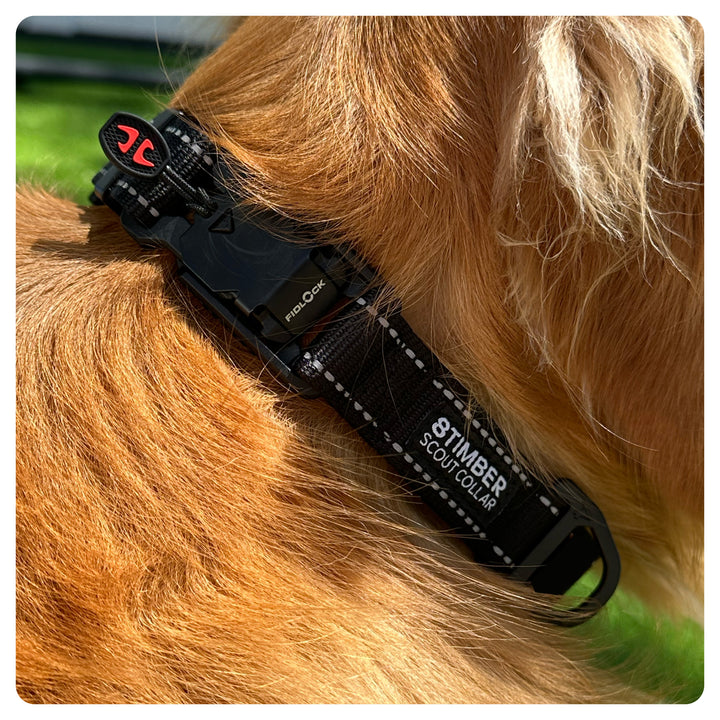 Scout Dog Collar